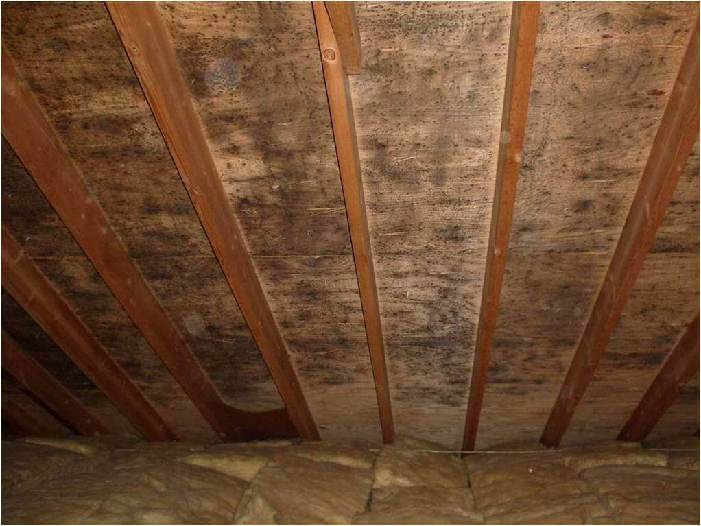 Mold in the attic