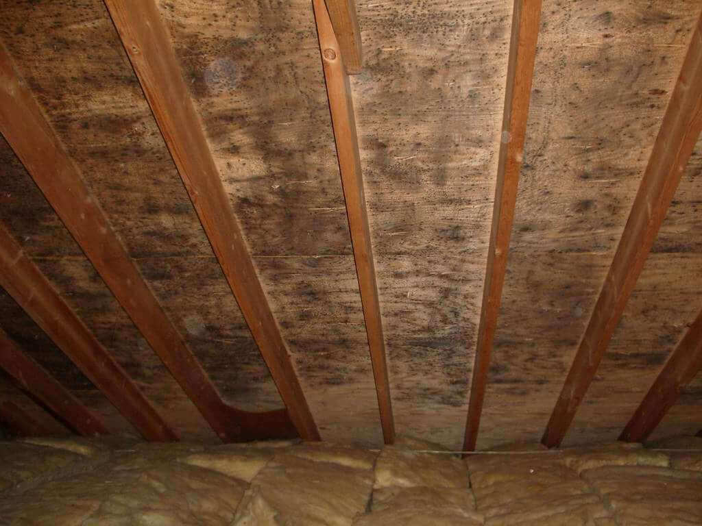 mold in the attic